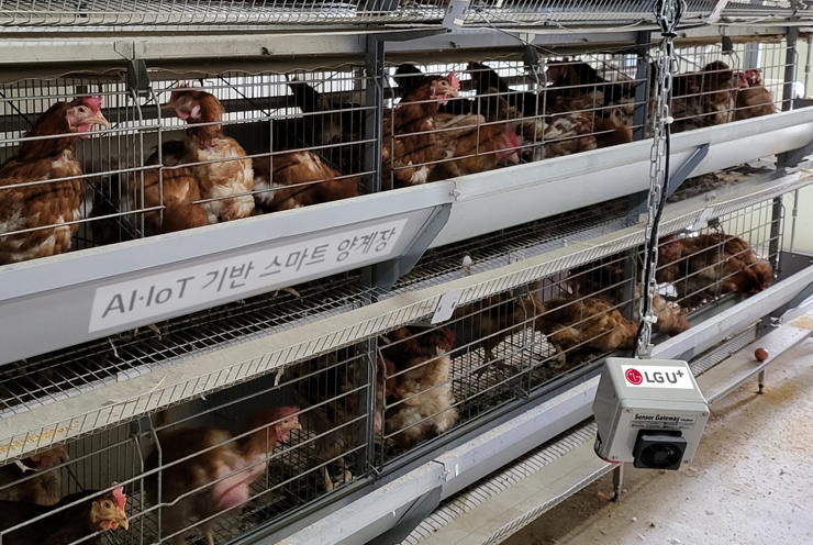 국립축산과학원 가금연구소 내 스마트 양계 통합관제시스템 테스트베드에서 육계와 산란계를 사육하는 모습 [사진=LG유플러스]
