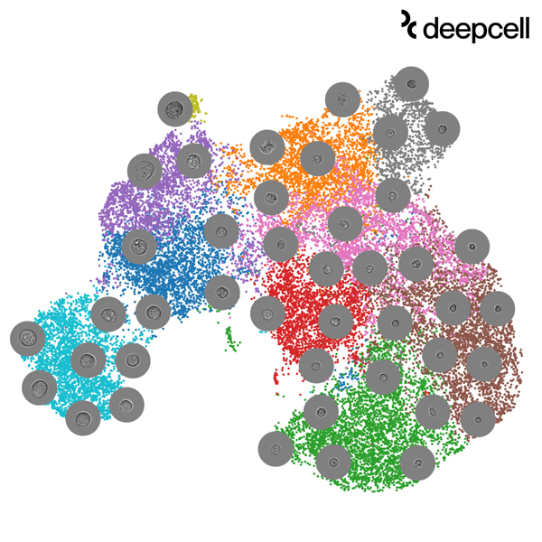 Deepcell Releases First-of-Its-Kind Single Cell Morphology Data Sets
