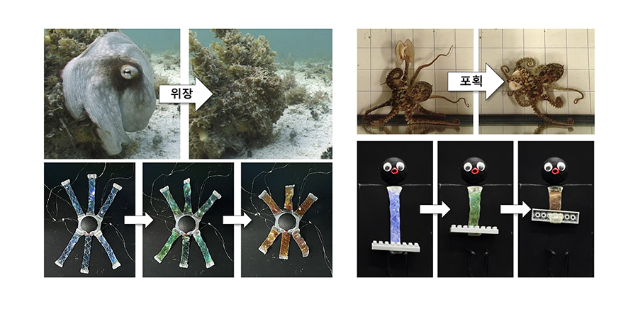 KIST 연구진이 개발한 소프트 로봇 '옥토이드' [사진=KIST]